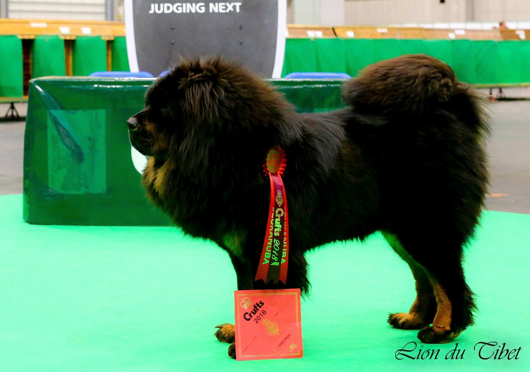 CH. Miss mee Des Lions Du Tibet