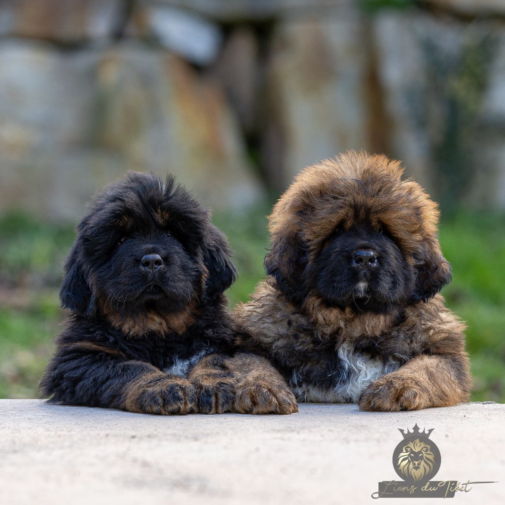 Des Lions Du Tibet - Chiots disponibles - Dogue du Tibet